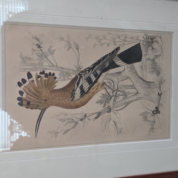 Rare Mid-19th Cent c.1853 London Hoopoe Bird Hand-Colored Engraving w Rare Frame - Picture 2 of 8